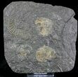 Dactylioceras Ammonite Cluster - Posidonia Shale #23102-1